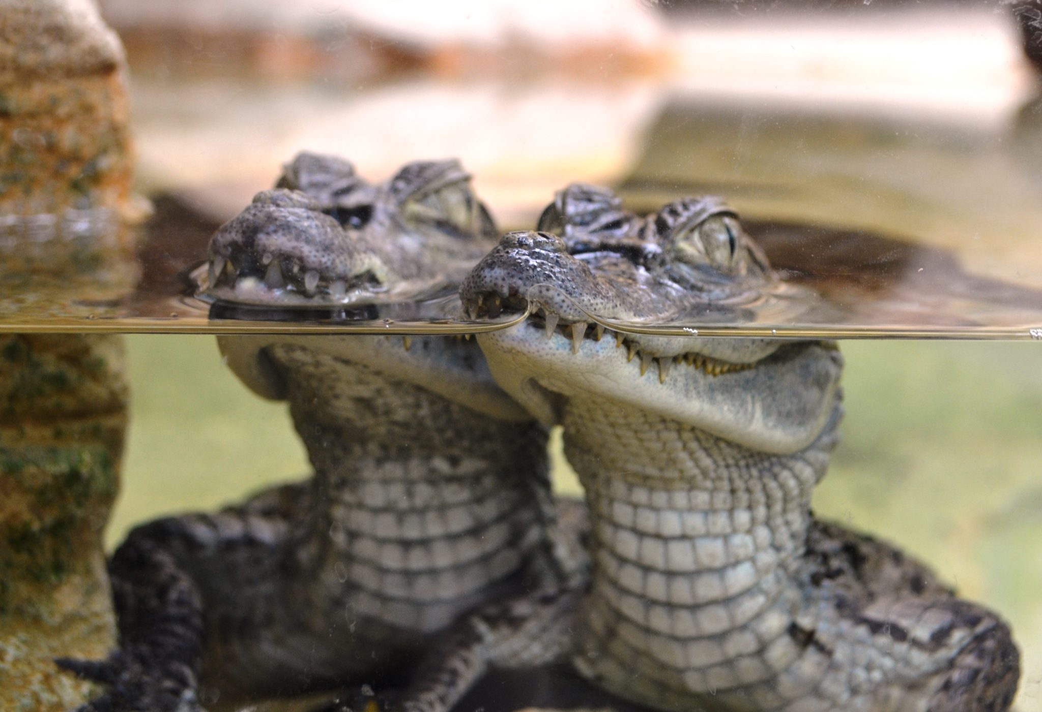 La Ferme aux crocodiles